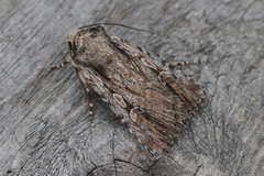 Dichagyris signifera