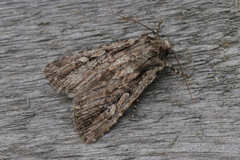 Dichagyris signifera