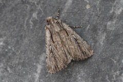 Dichagyris signifera