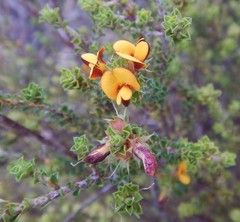 Pultenaea densifolia