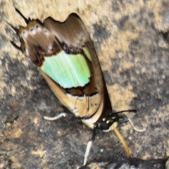 Polyura athamas athamas