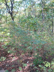 Philadelphus tenuifolius