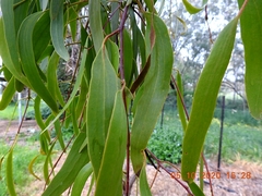 Amyema pendula