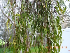 Amyema pendula