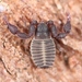 Chernetid Pseudoscorpions - Photo (c) Marie Lou Legrand, some rights reserved (CC BY-NC), uploaded by Marie Lou Legrand