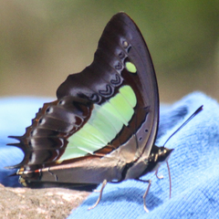 Polyura athamas athamas