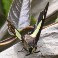 Polyura athamas athamas