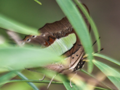Polyura athamas athamas