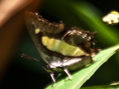 Polyura athamas athamas