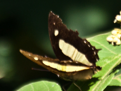 Polyura athamas athamas