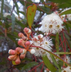 Eucalyptus gracilis