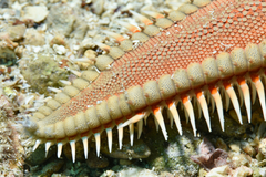 Astropecten aranciacus