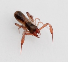 Chthonius ischnocheles