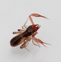 Chthonius ischnocheles