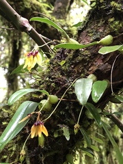 Bulbophyllum retusiusculum