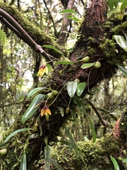 Bulbophyllum retusiusculum