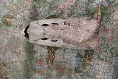 Dichagyris flammatra