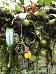 Bulbophyllum retusiusculum