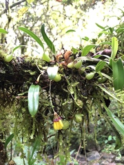 Bulbophyllum retusiusculum