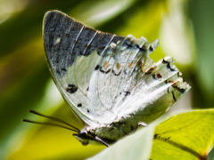 Polyura delphis