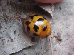 Paropsisterna octomaculata