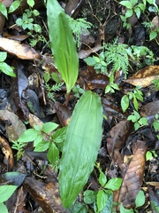 Cremastra appendiculata