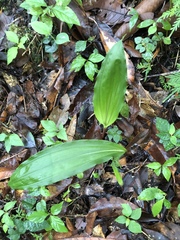 Cremastra appendiculata