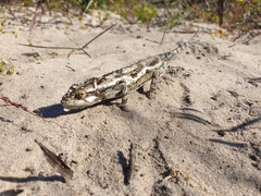 Bradypodion occidentale