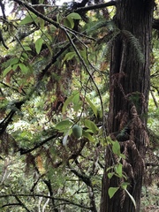 Ficus pumila awkeotsang