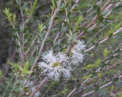 Melaleuca acuminata