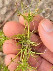 Isolepis ludwigii