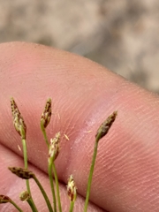 Isolepis ludwigii