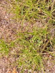 Isolepis ludwigii