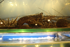 Panulirus ornatus