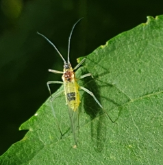 Euceraphis betulae