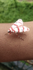 Cyana perornata
