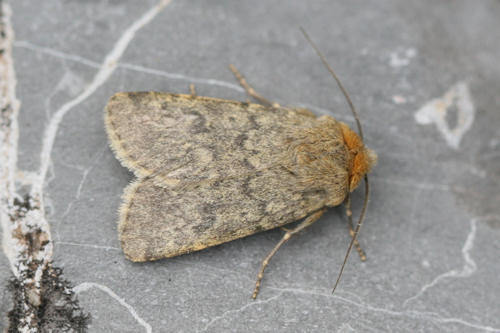 Standfussiana wiskotti