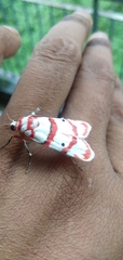Cyana perornata