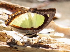 Polyura jalysus jalysus