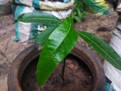 Mangifera indica