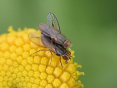 Trixoscelis frontalis