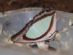 Polyura jalysus jalysus