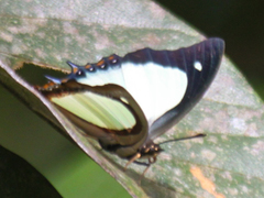 Polyura jalysus jalysus