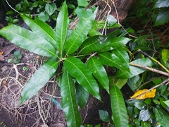 Mangifera indica