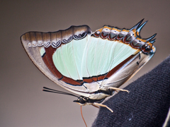 Polyura jalysus jalysus