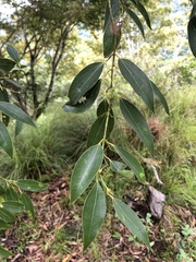 Cinnamomum insularimontanum