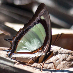 Polyura jalysus jalysus