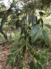 Cinnamomum insularimontanum