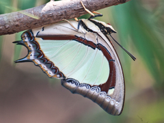 Polyura jalysus jalysus
