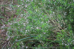 Zanthoxyloideae